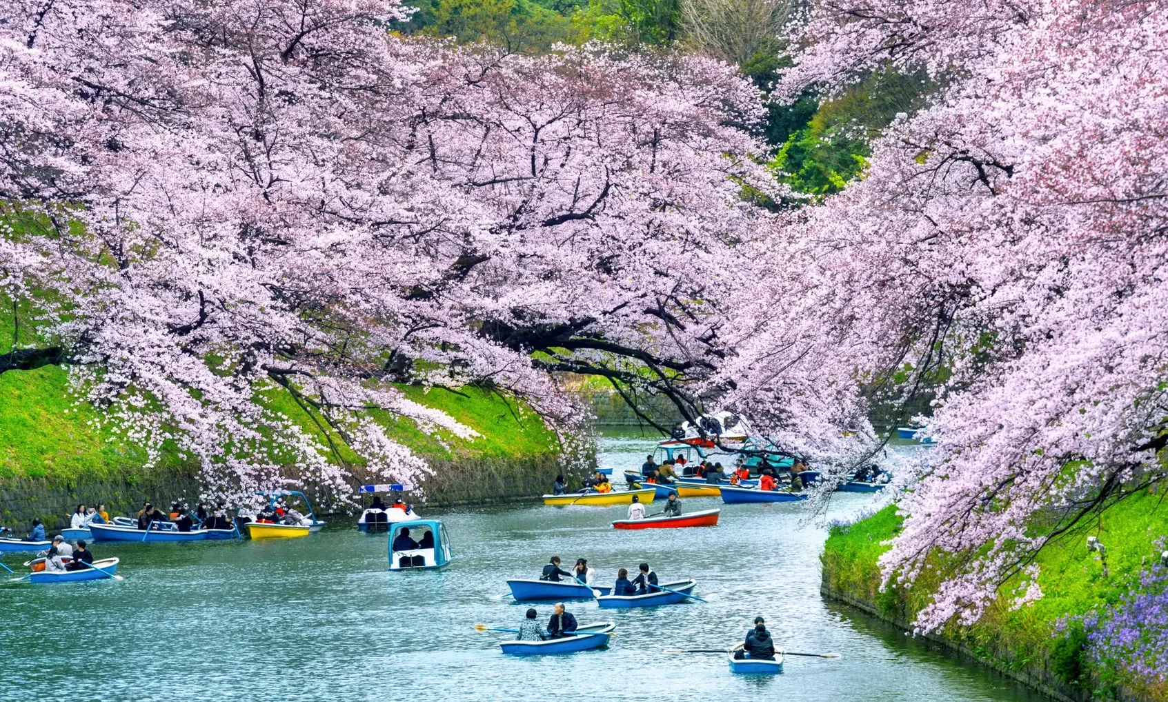 Cherry blossoms lining a river with boats during spring in Japan