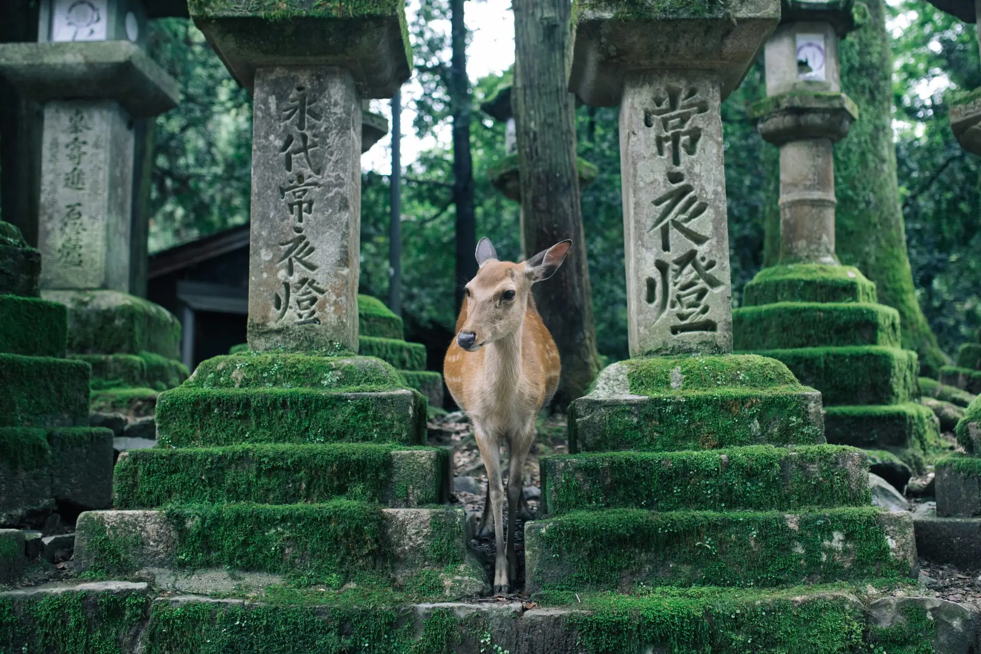 A wild Sika deer standing perfectly framed between ancient, moss-covered stone pillars with engraved Japanese kanji characters in a lush forest.