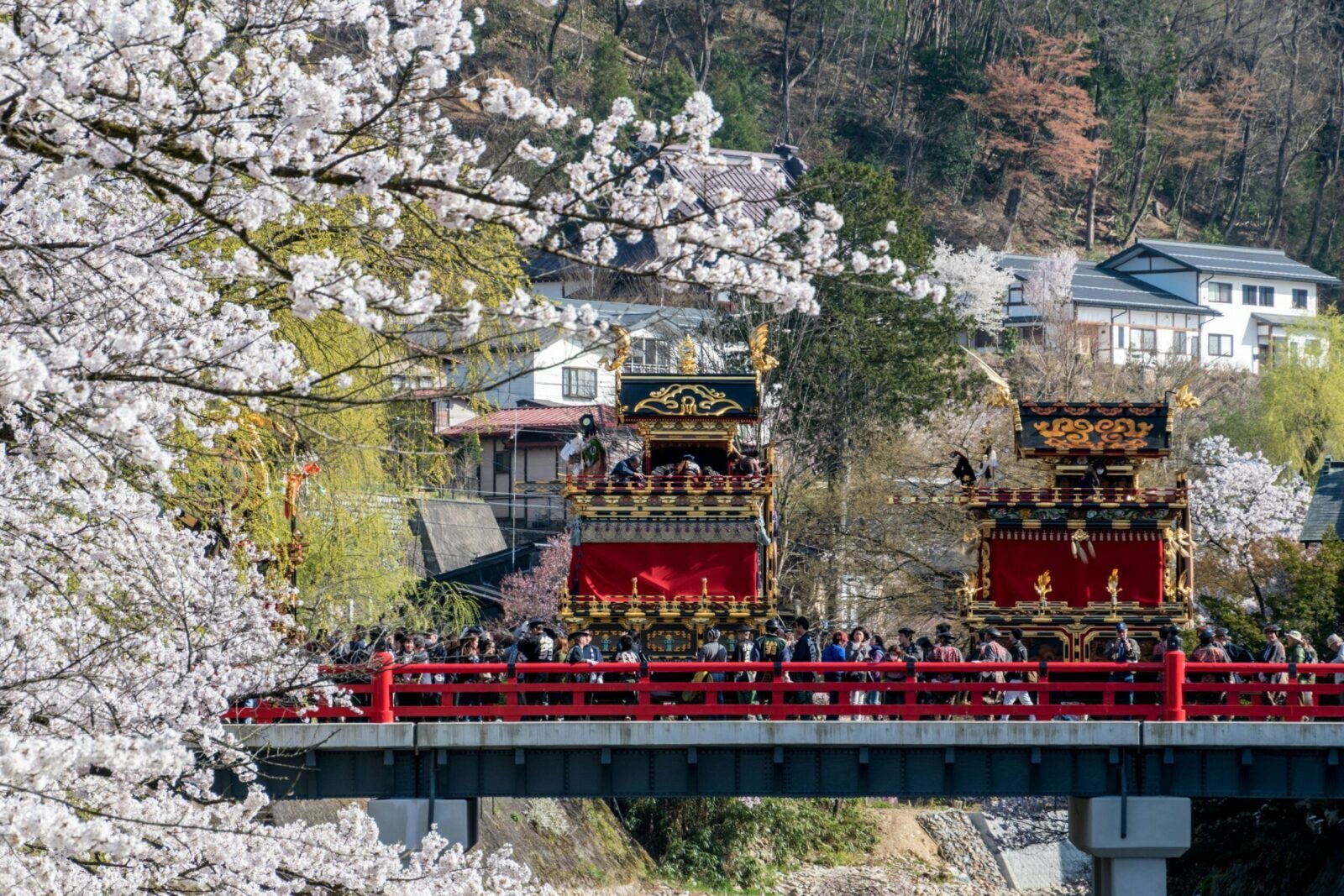 Two ornate, multi-tiered black and gold festival floats with bright red drapery standing on a red bridge surrounded by blooming white cherry blossoms in Takayama, Japan.
