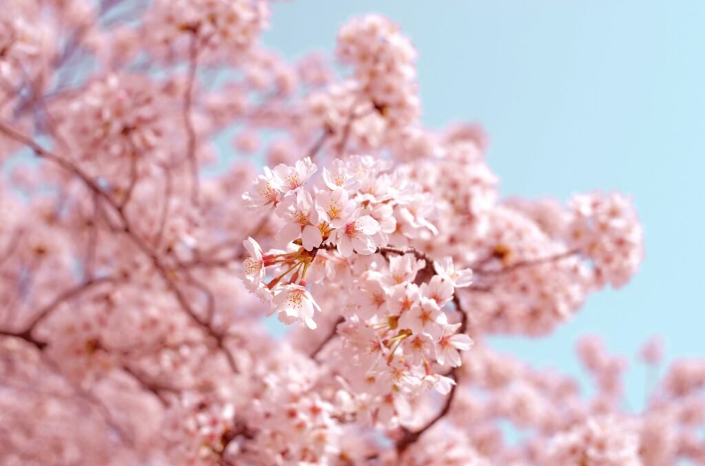 Pink cherry blossoms in full bloom in Japan